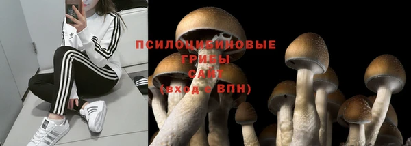 ПСИЛОЦИБИНОВЫЕ ГРИБЫ Горно-Алтайск